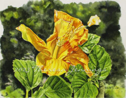 Painting of hibiscus, watercolor on paper
