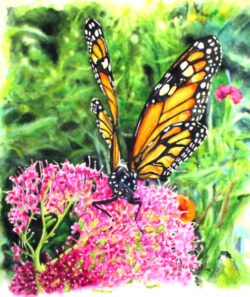 CJs Butterfly in watercolor painting - picture of a monarch butterfly alit on a large pink flowerhead